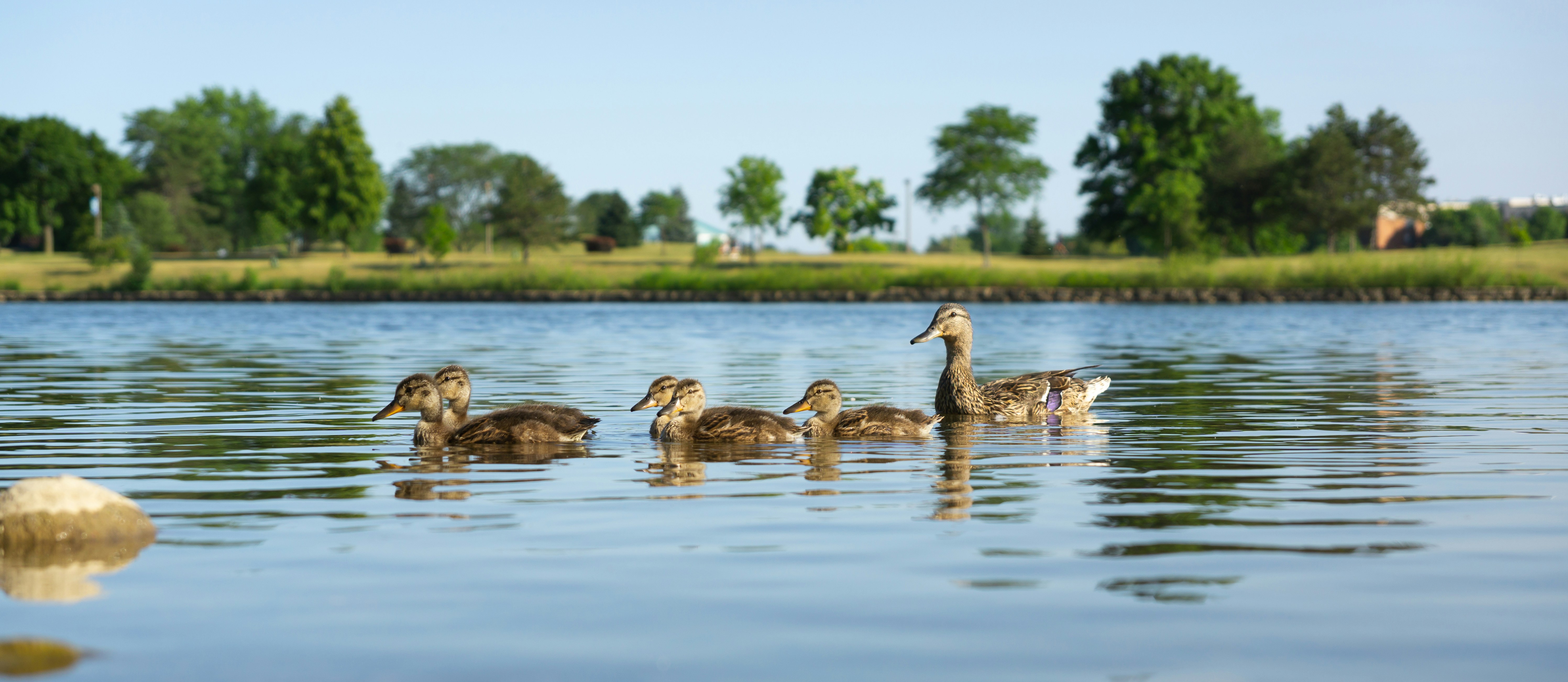 Ducks swimming on a park lake