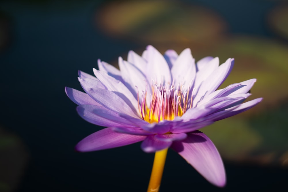 a close up of a purple flower with water lilies in the background
