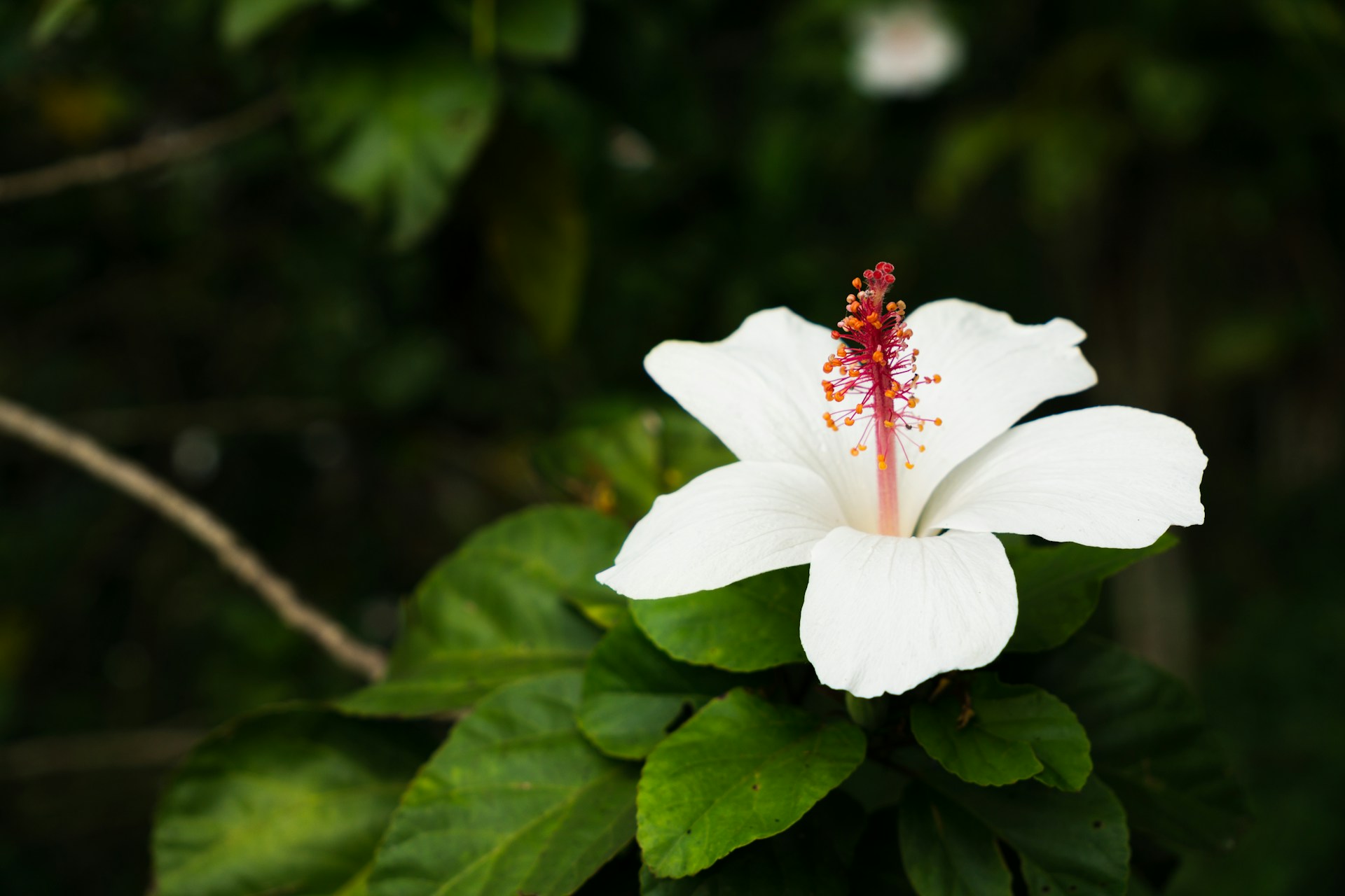 a white flower with a red stamen on it