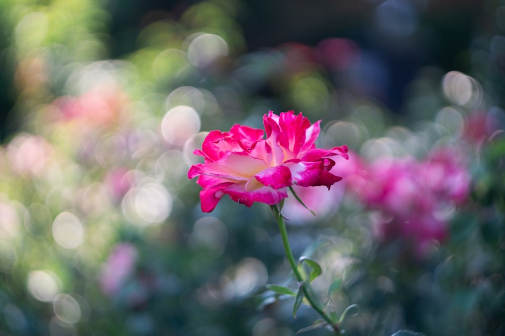 eine einzelne rosa Blume in einem Feld mit rosa Blumen