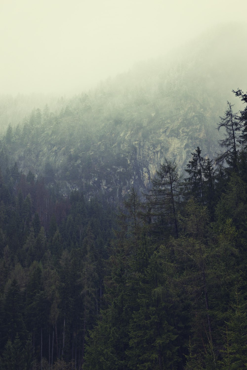 a mountain covered in fog with trees in the foreground