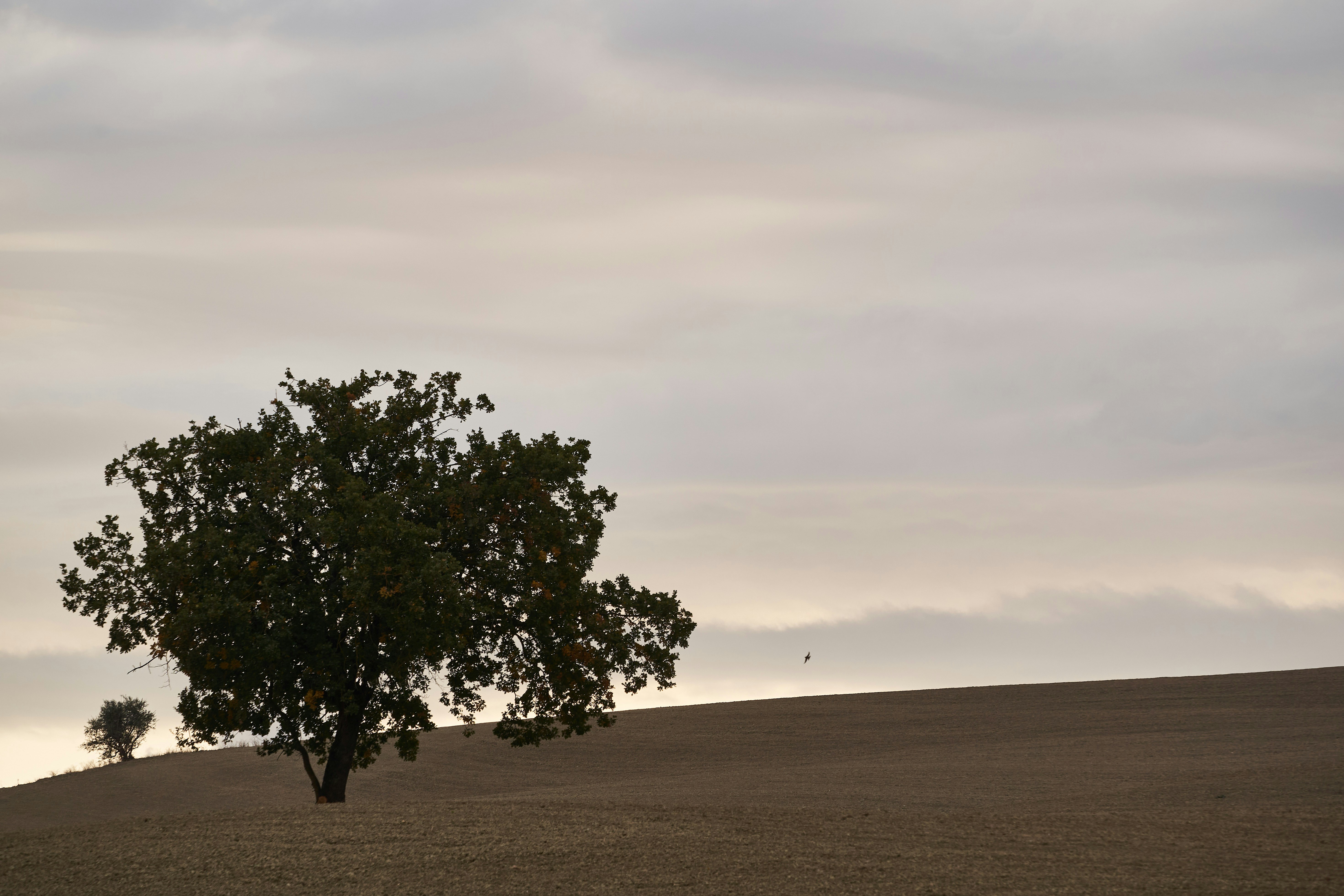 Photo by wolfgang_hasselmann