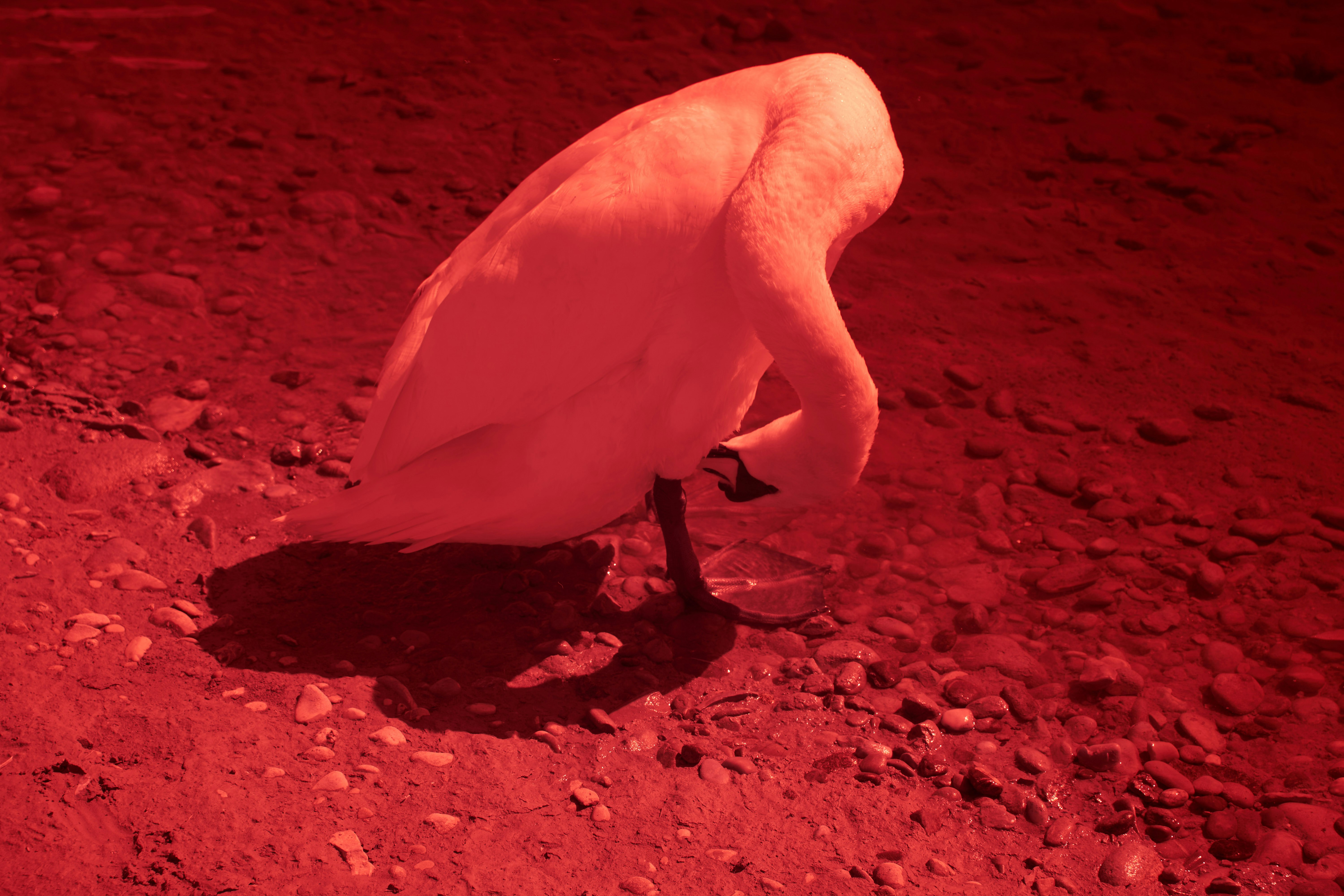 Photo by wolfgang_hasselmann