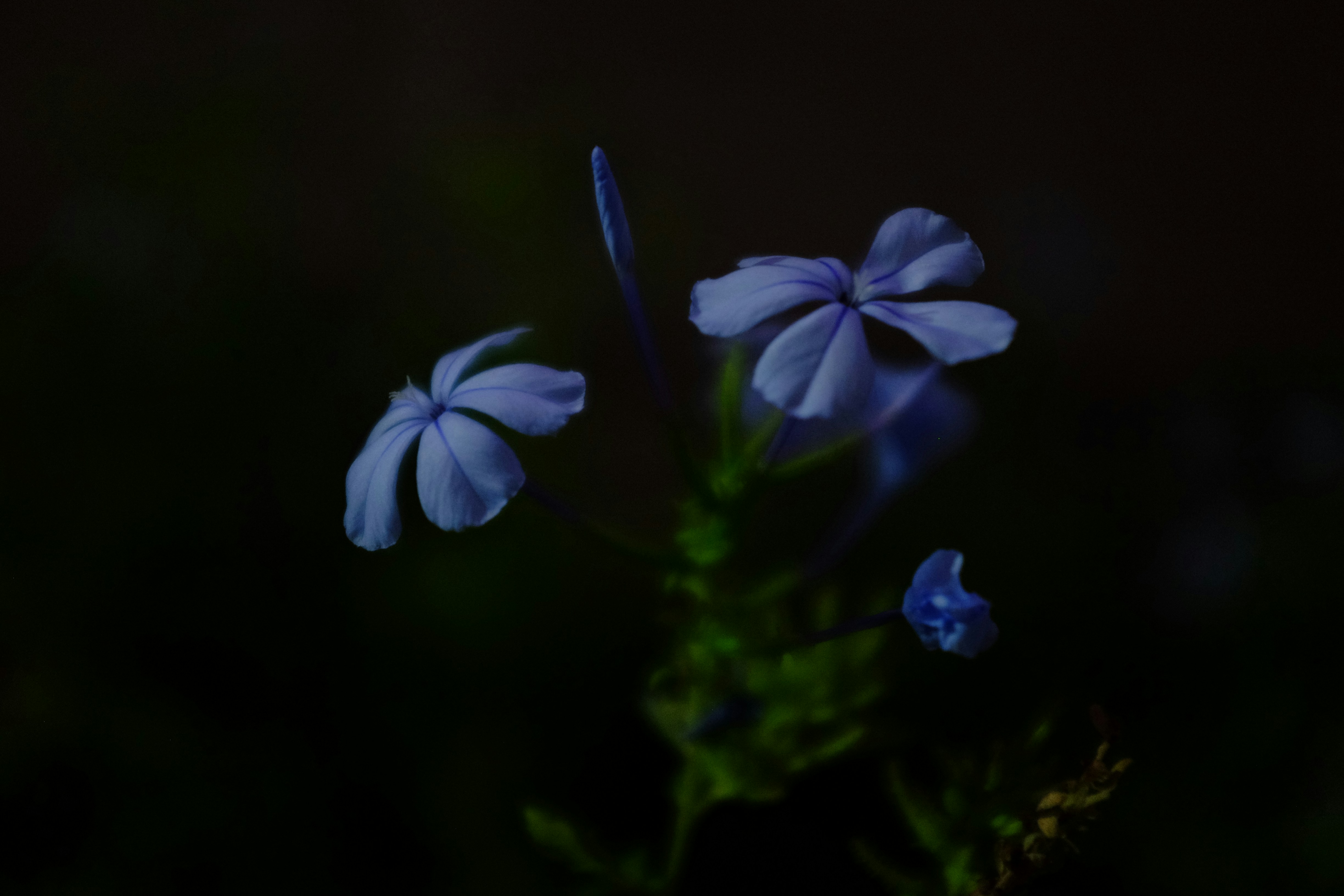 ein paar blaue Blumen sitzen auf einer grünen Pflanze