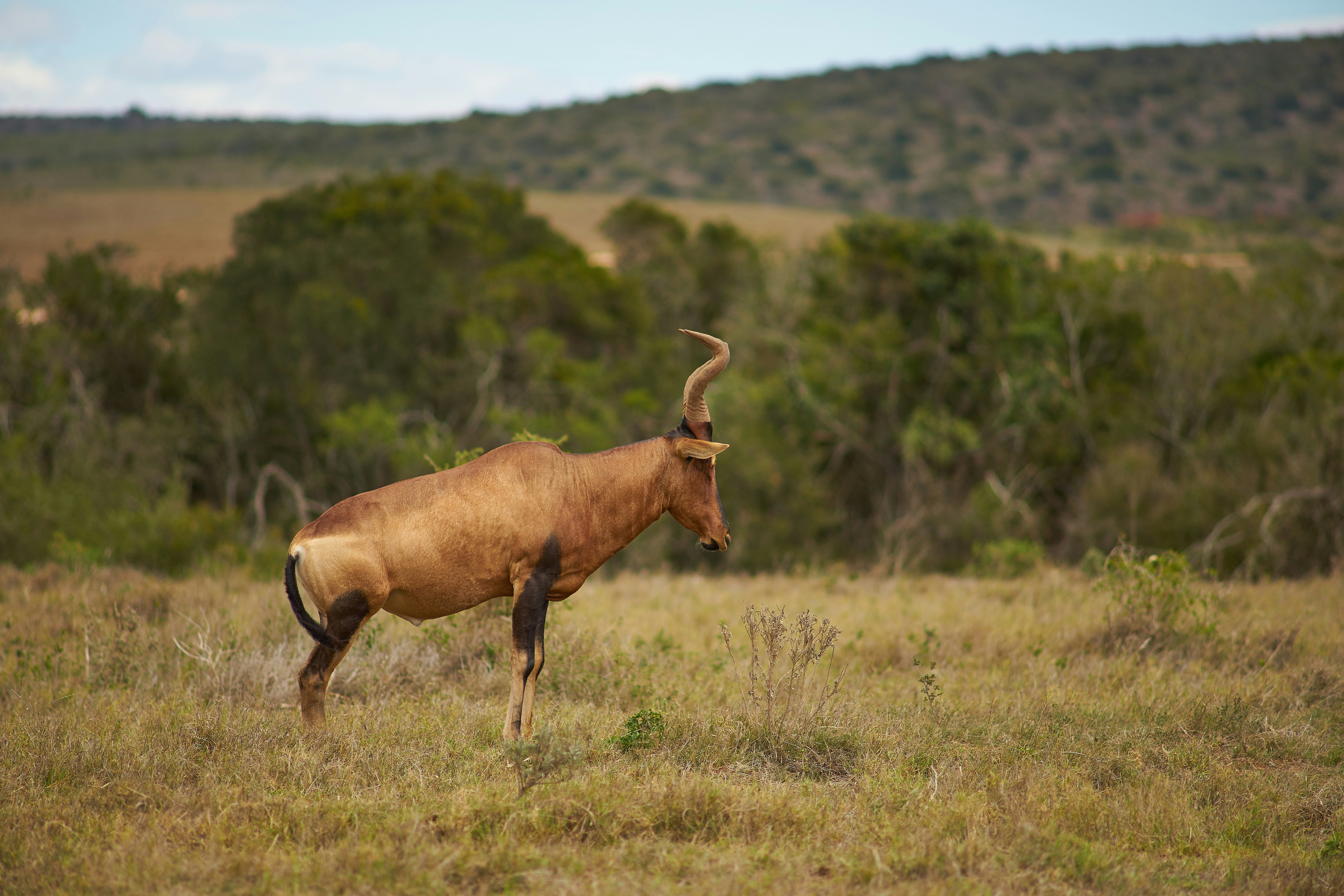 Photo by wolfgang_hasselmann