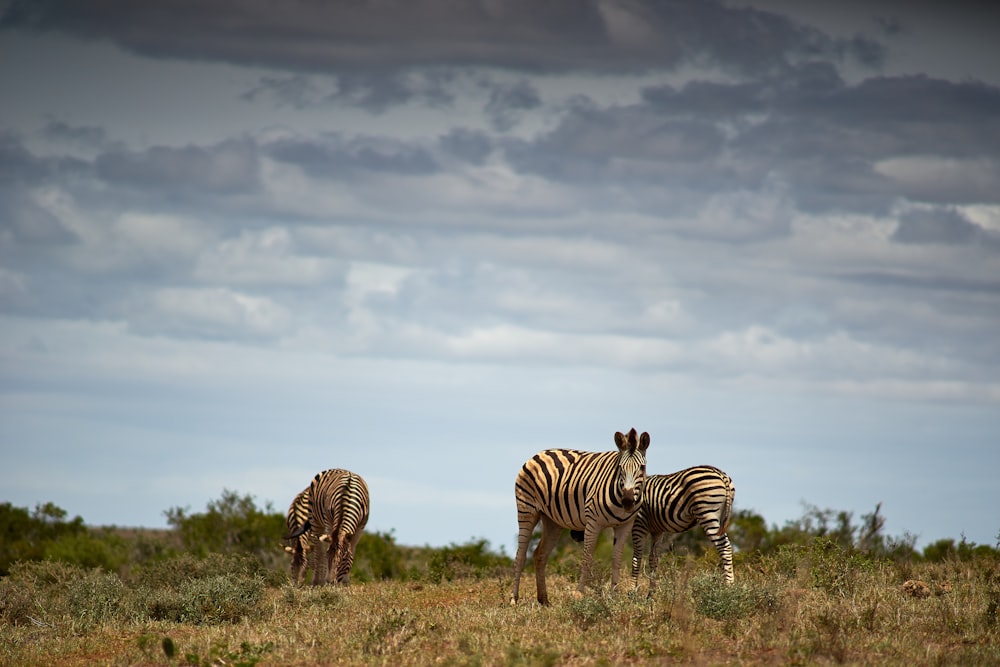 a couple of zebra standing on top of a grass covered field