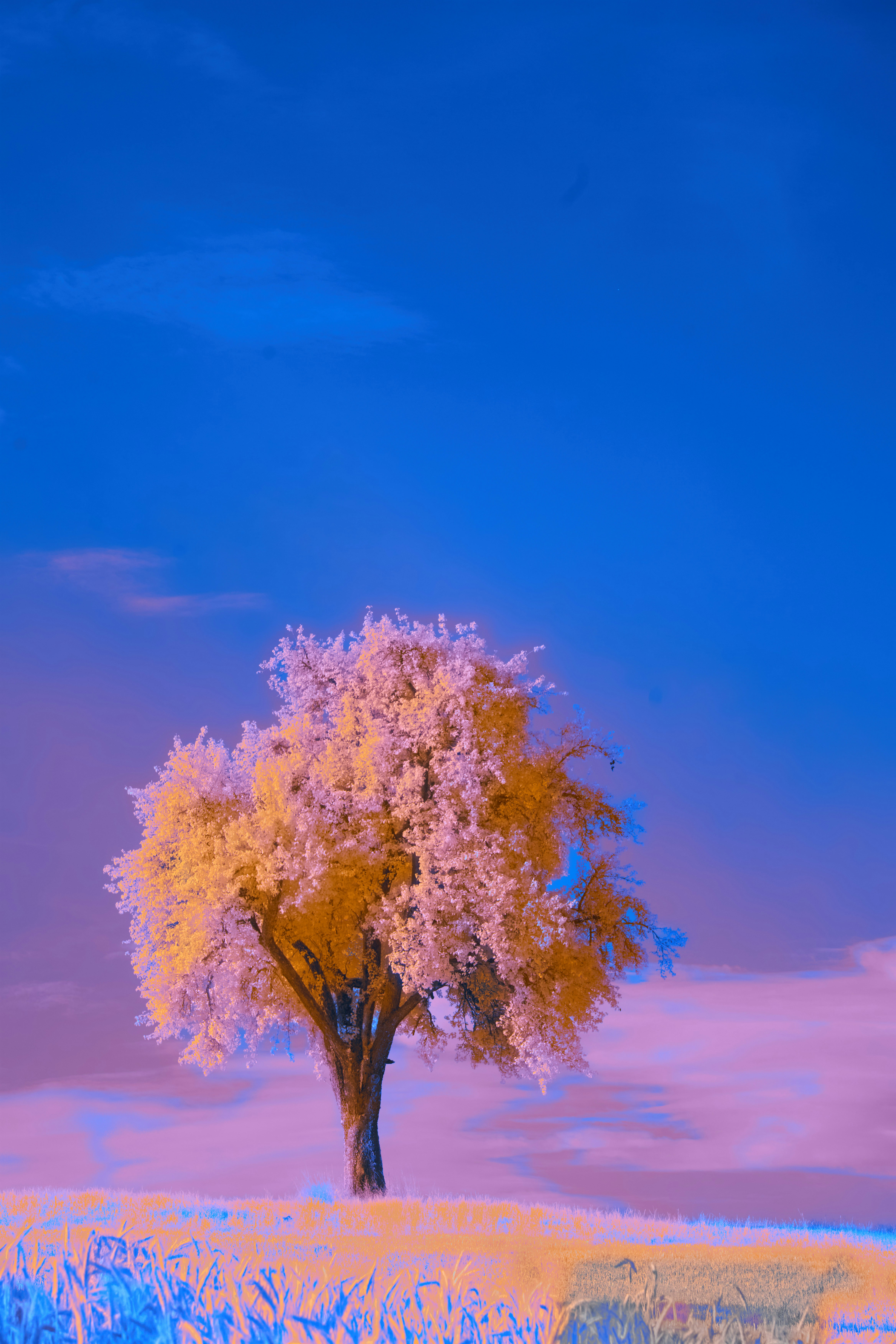 Photo by wolfgang_hasselmann