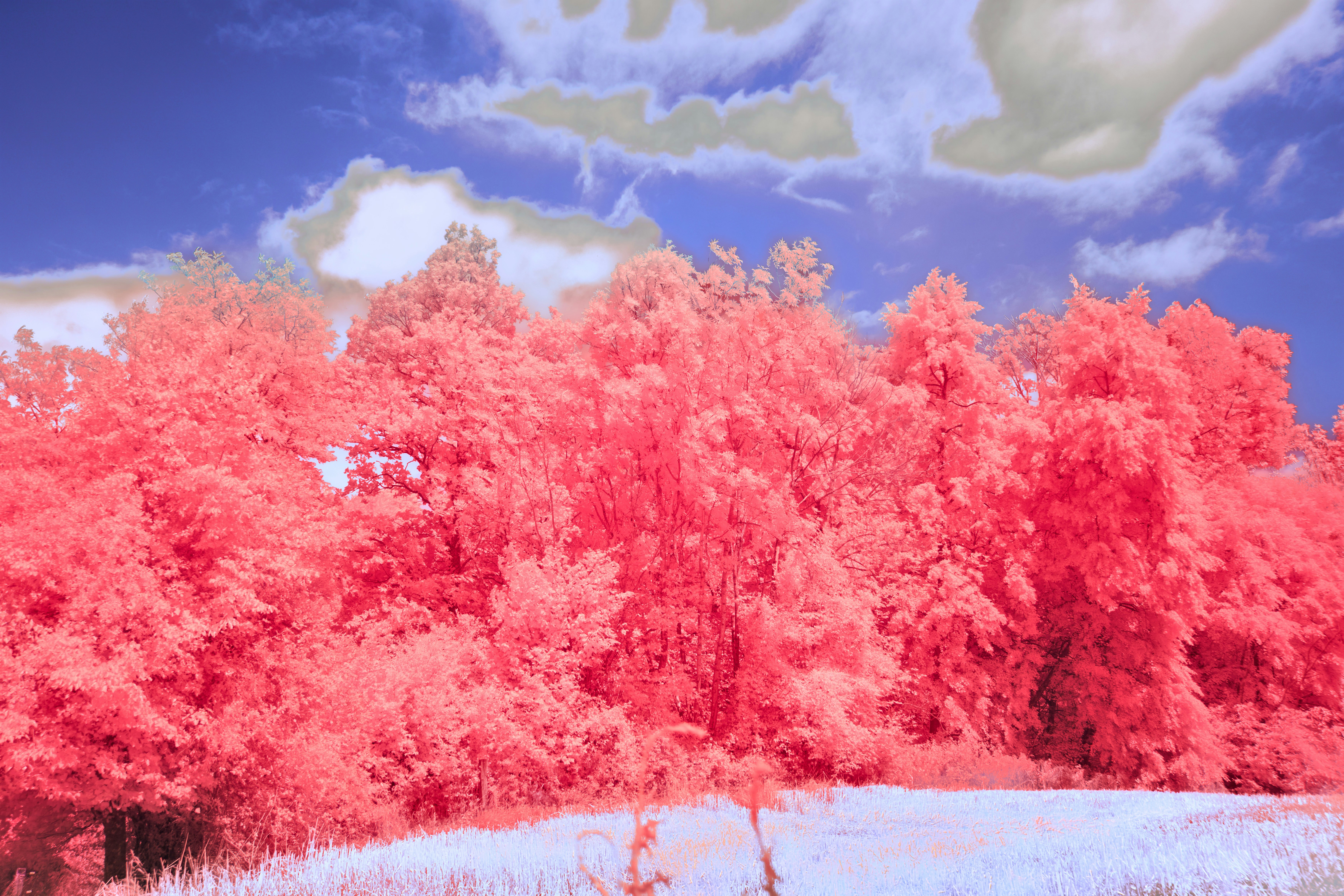 Photo by wolfgang_hasselmann