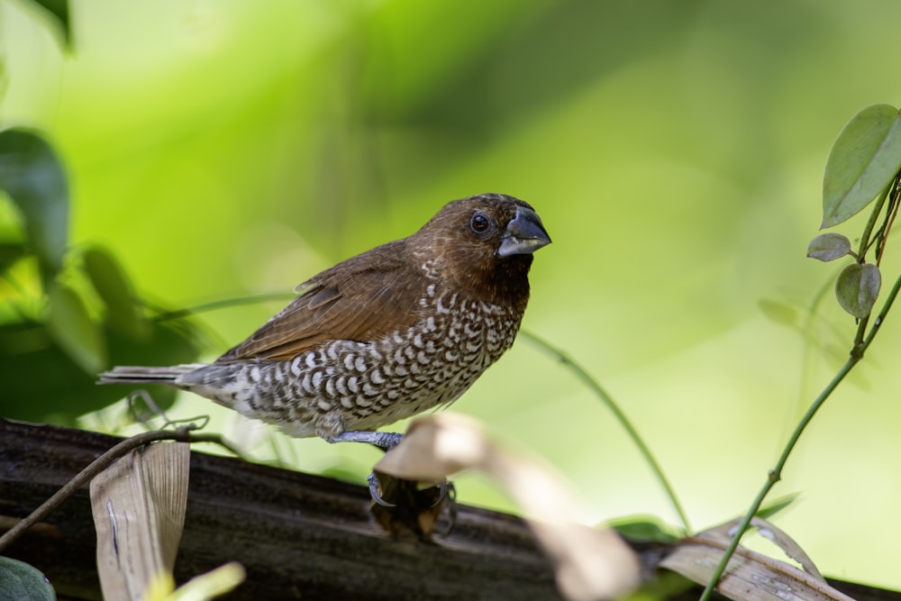 a brown and white bird sitting on top of a tree branch