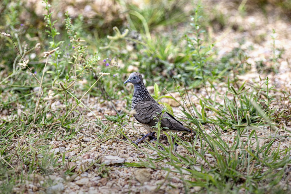 a bird standing on the ground in the grass