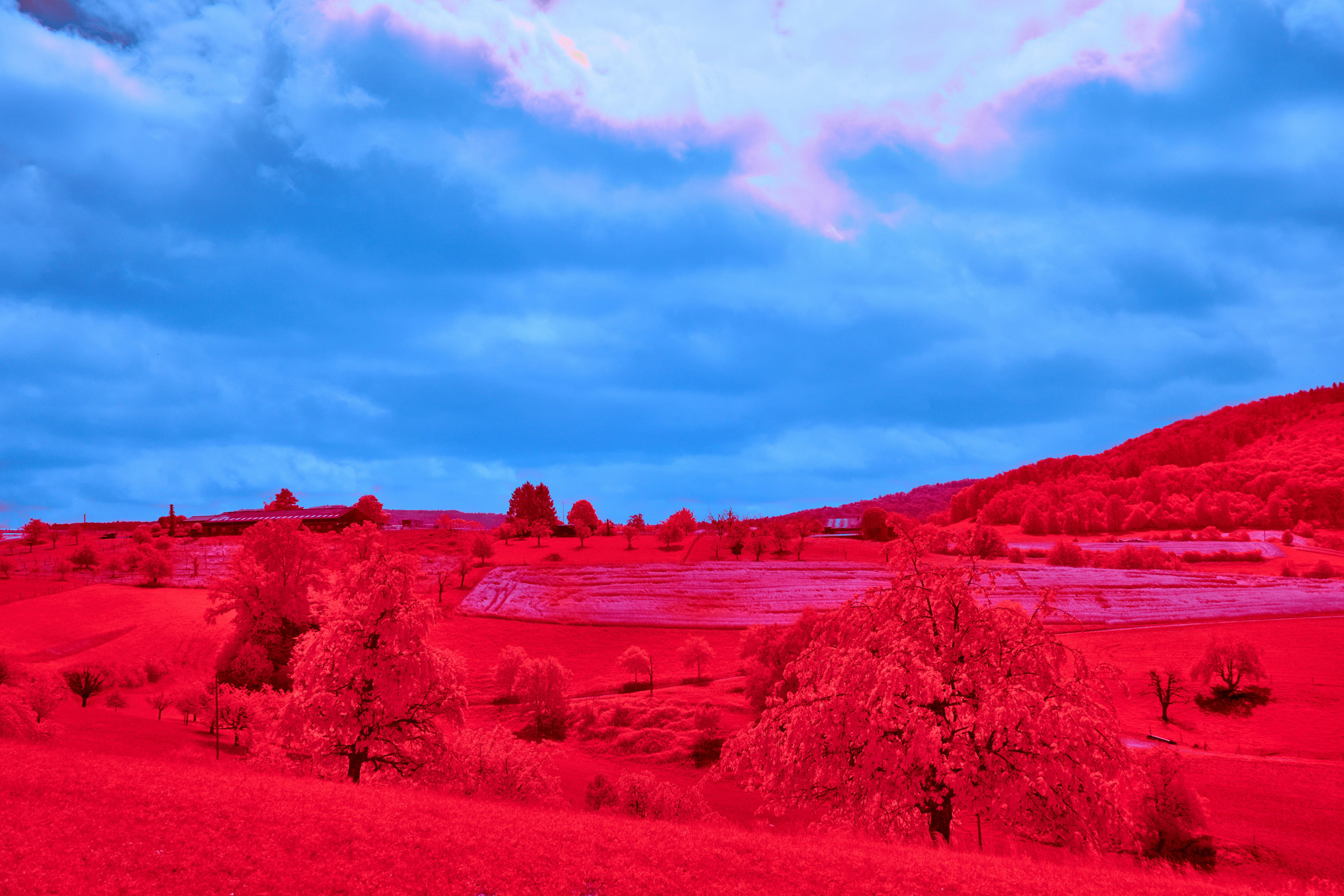 Photo by wolfgang_hasselmann