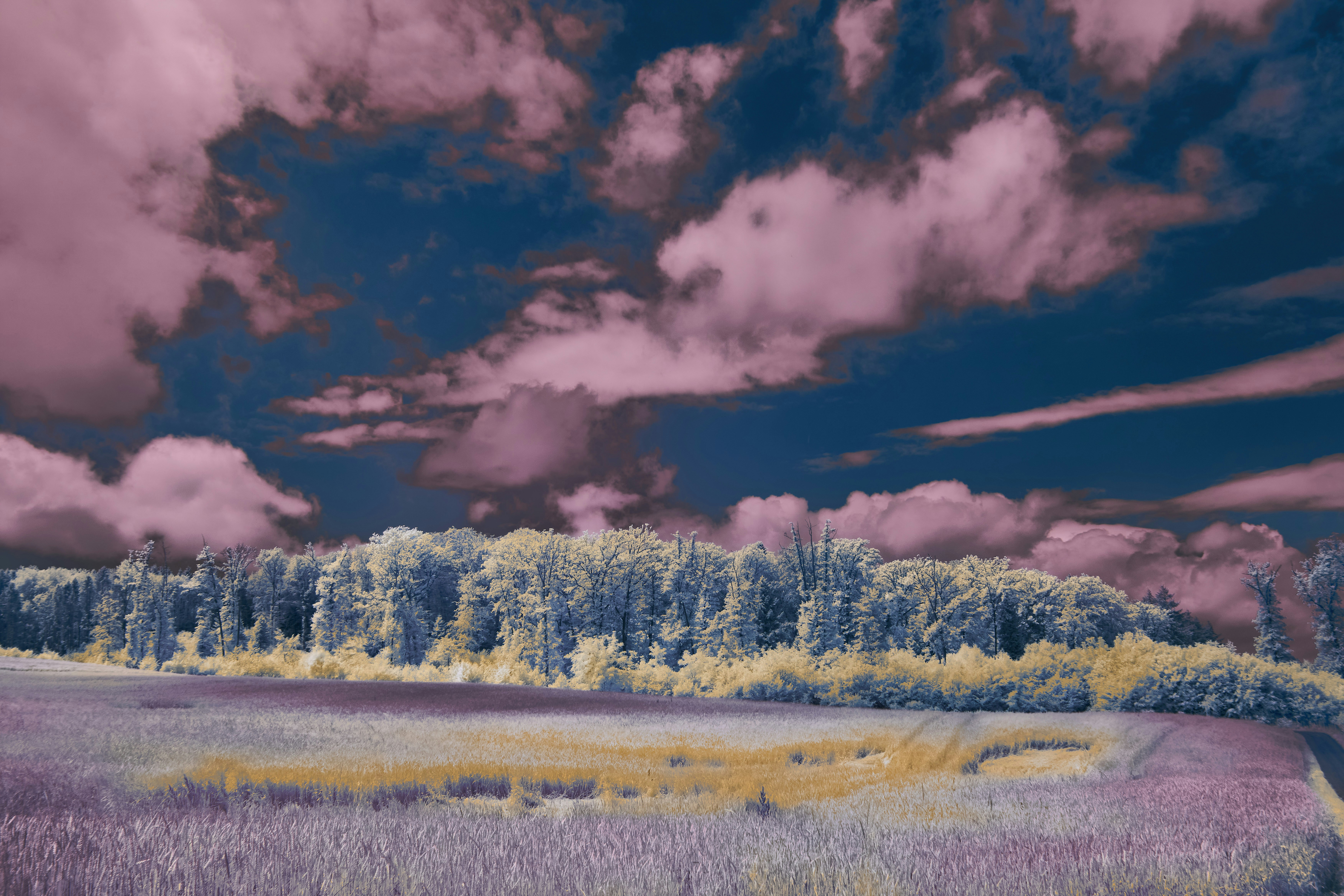 Photo by wolfgang_hasselmann