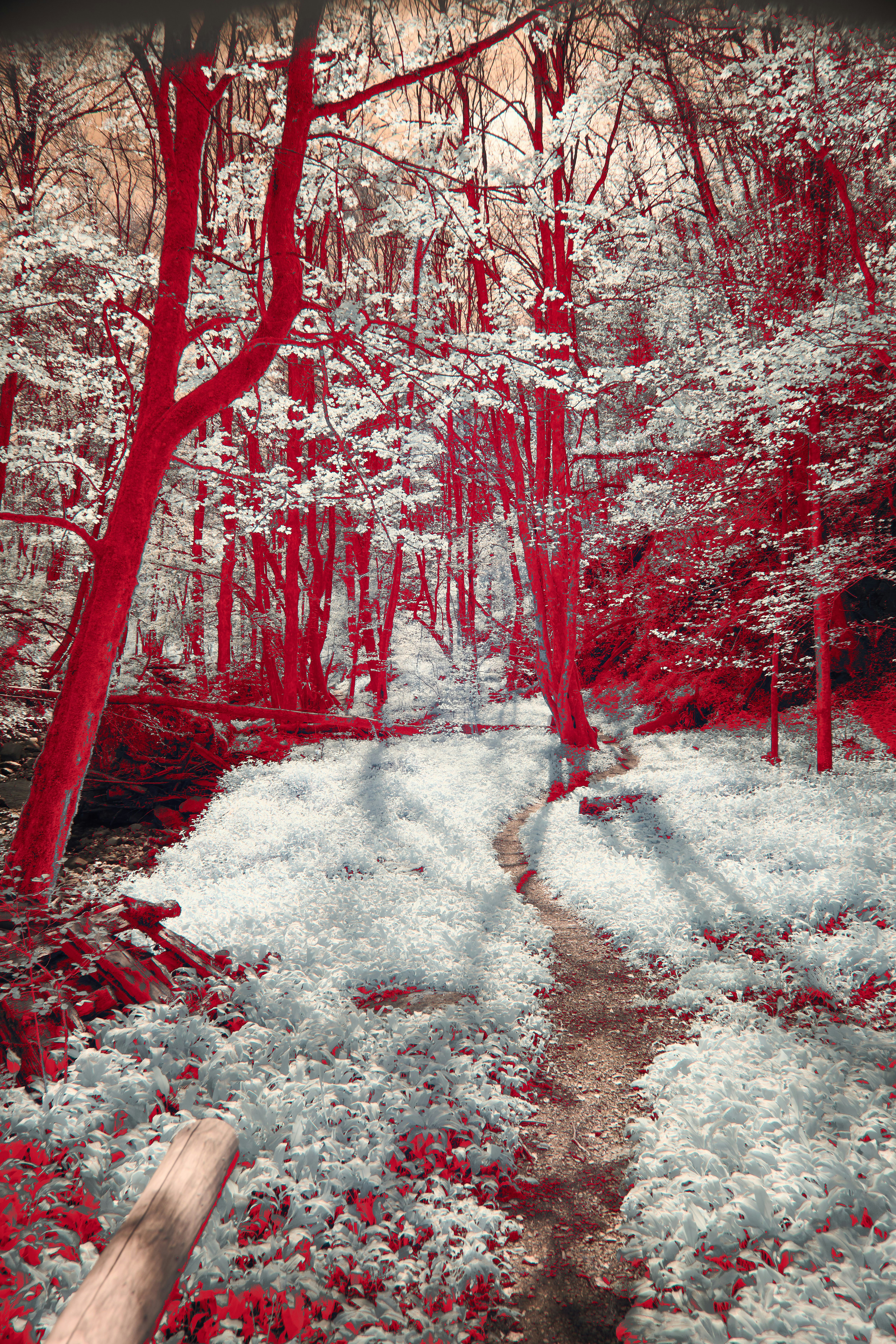 Photo by wolfgang_hasselmann