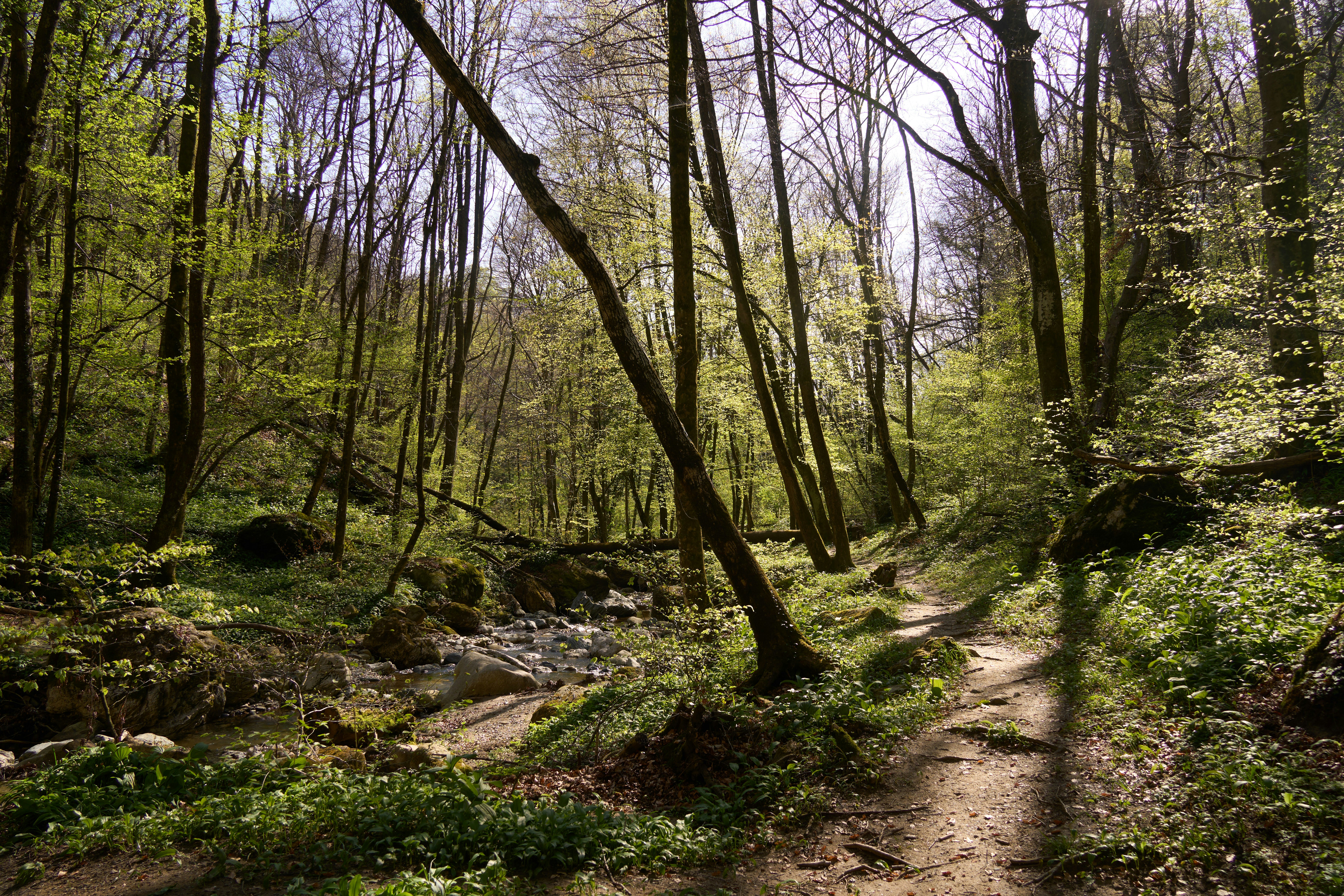 Photo by wolfgang_hasselmann