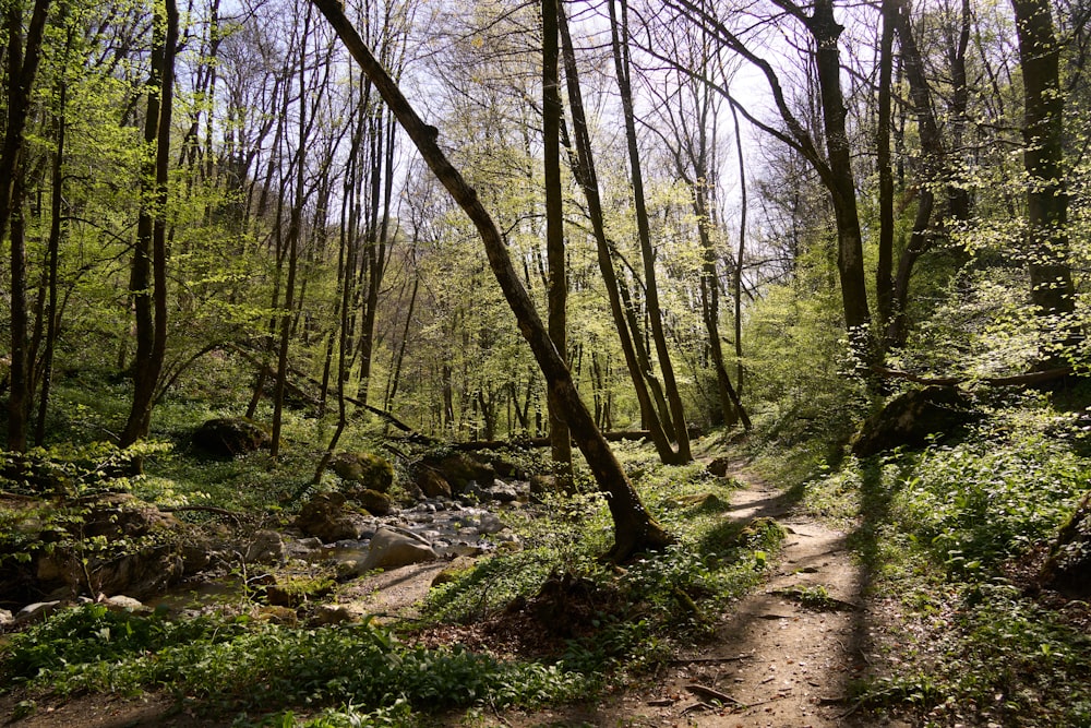 a dirt path in the middle of a forest