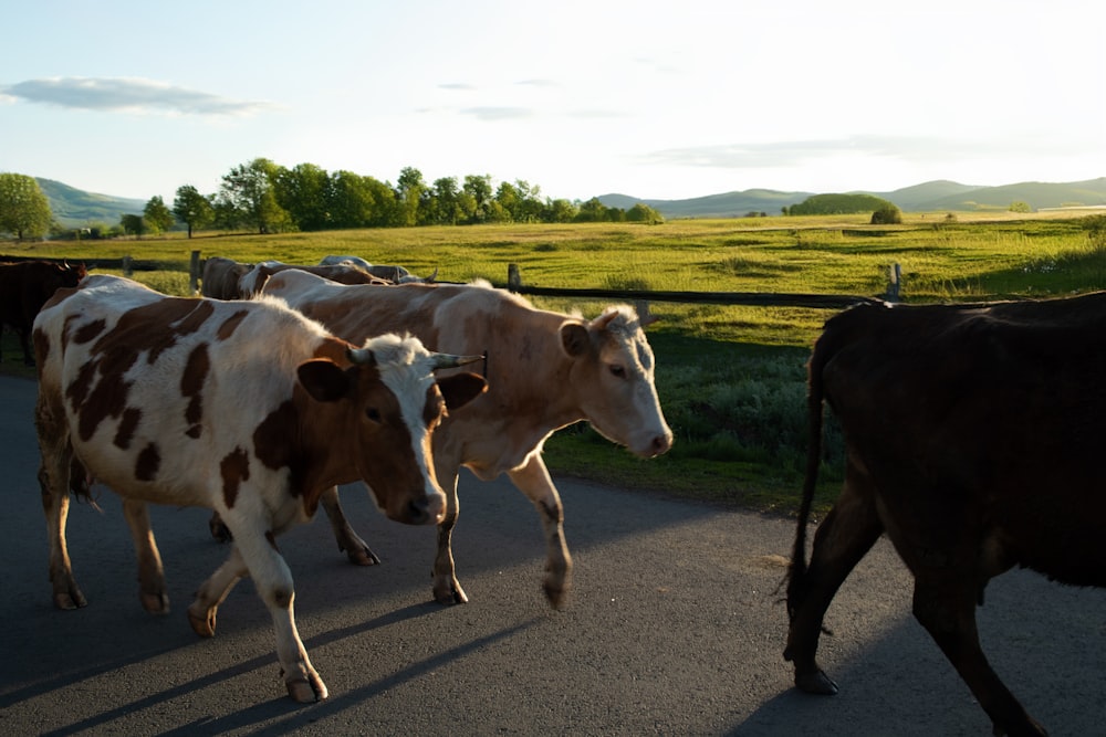 a herd of cows walking down a road