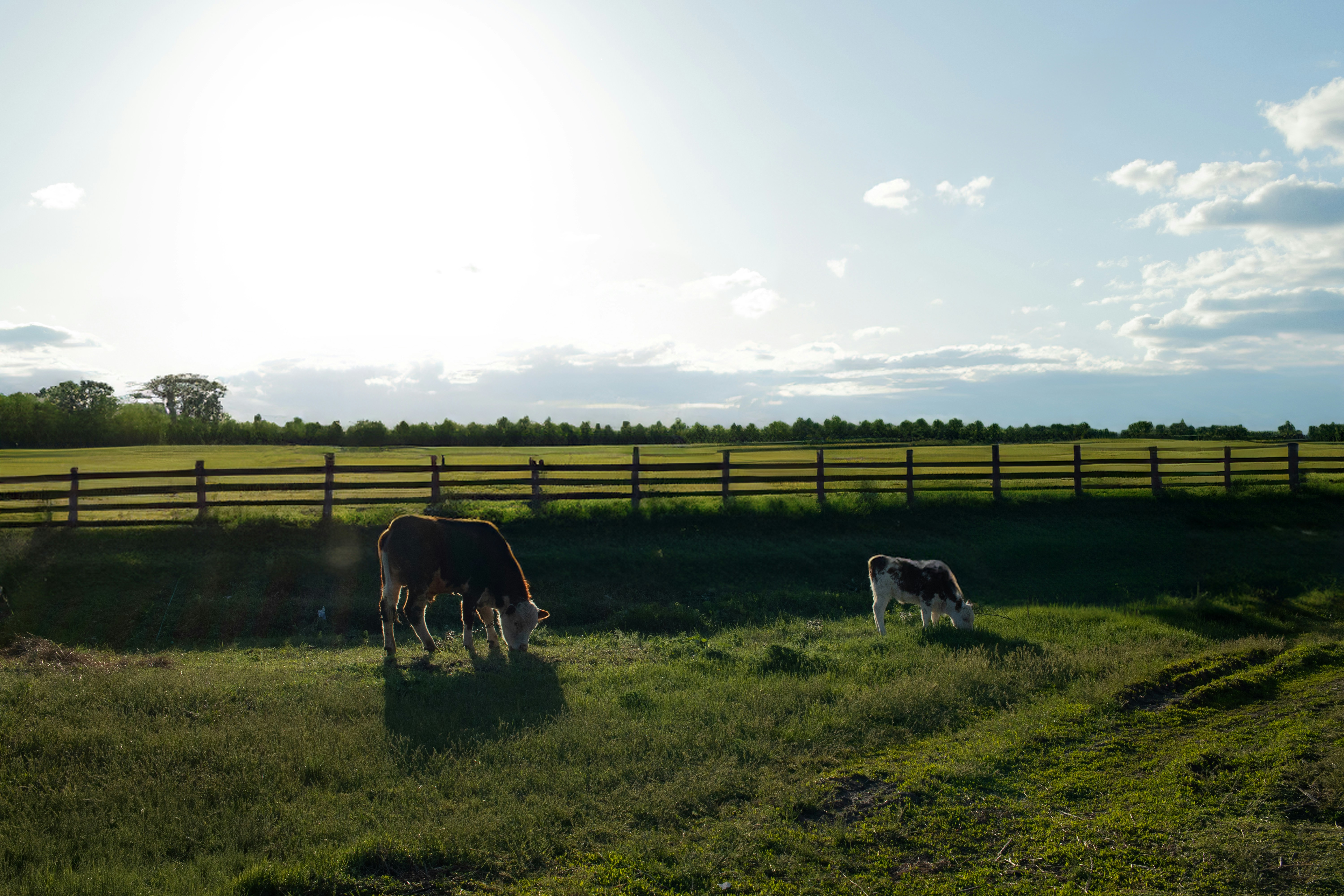 two cows graze in a field near a fence