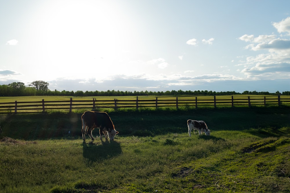 two cows graze in a field near a fence