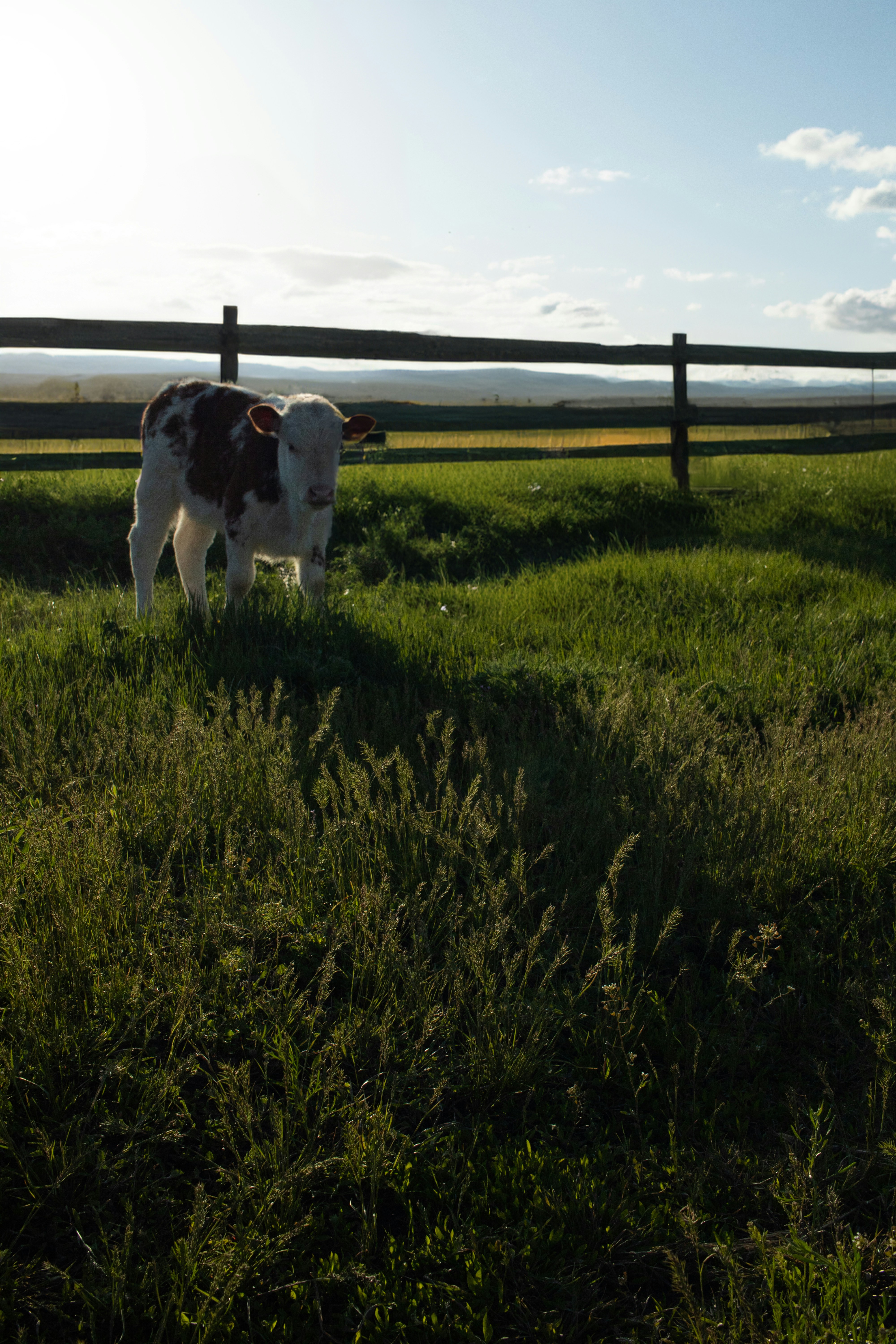 a brown and white cow standing on top of a lush green field