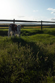 a brown and white cow standing on top of a lush green field
