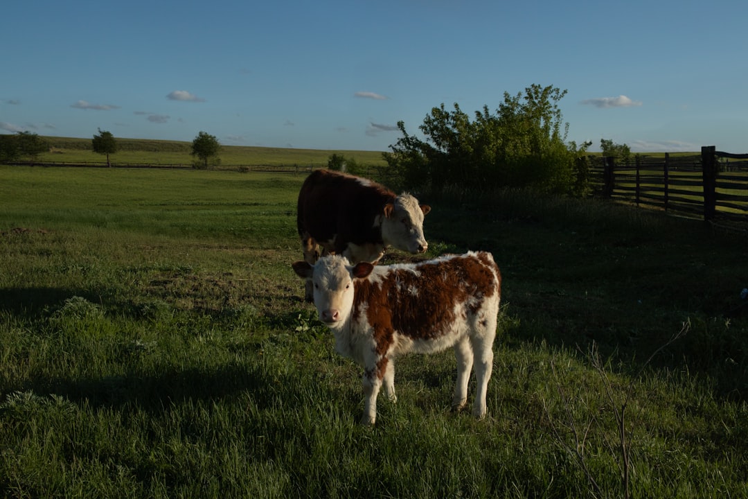 Two calves in the pasture