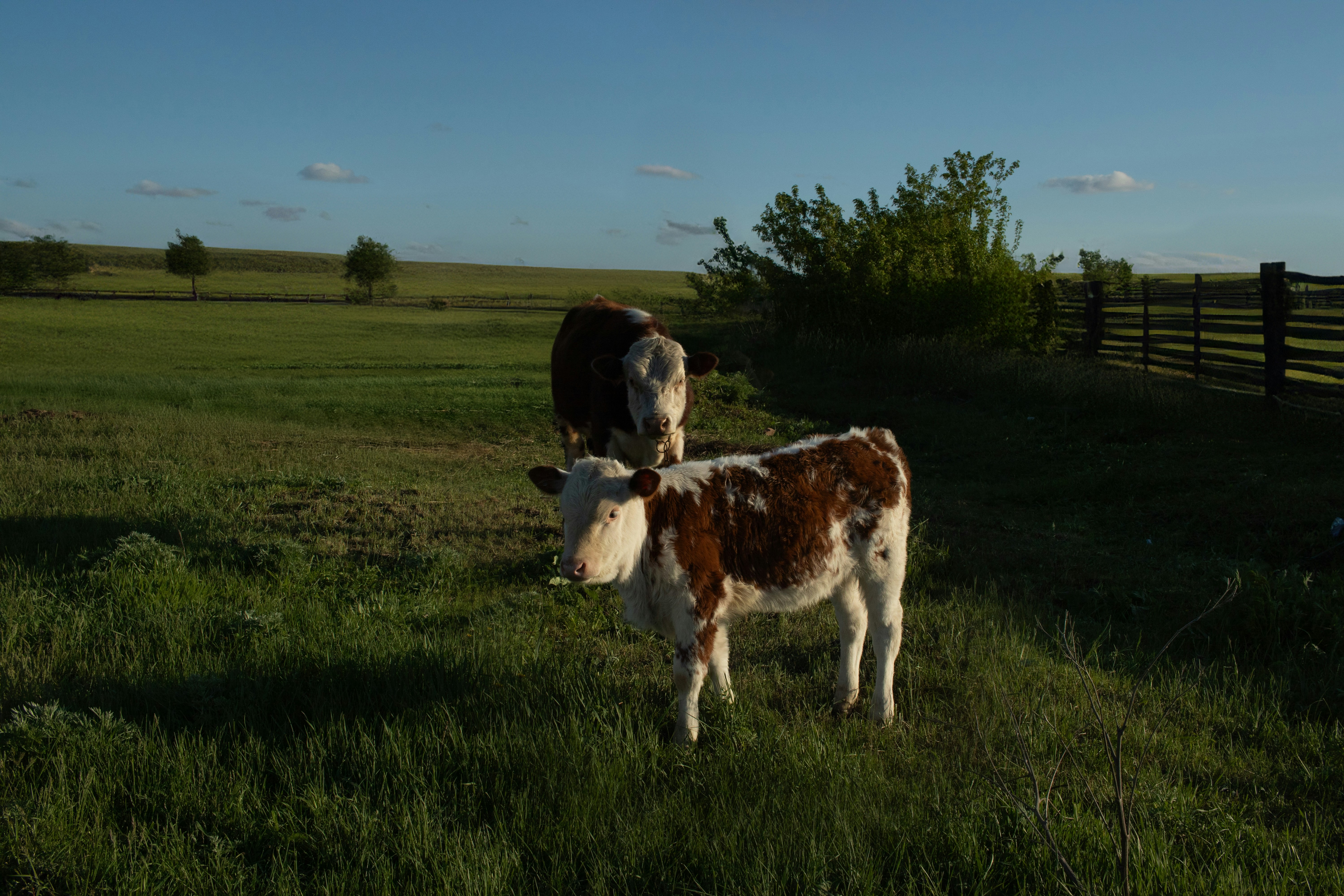 a couple of cows standing on top of a lush green field