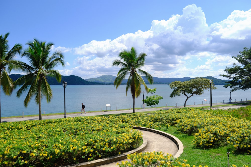 a park with flowers and palm trees next to a body of water