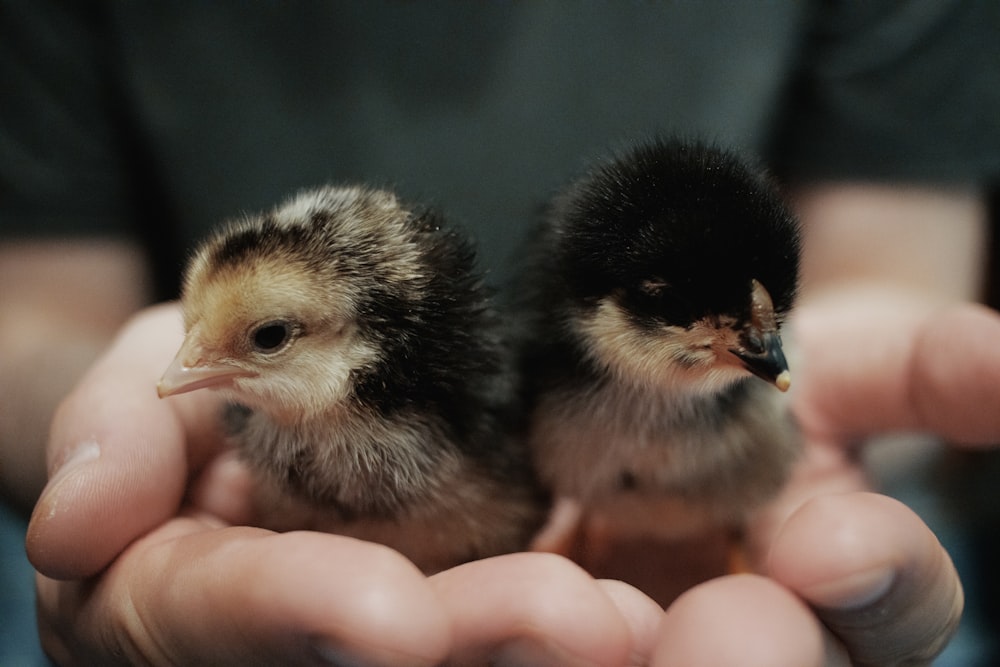 a person holding two small birds in their hands