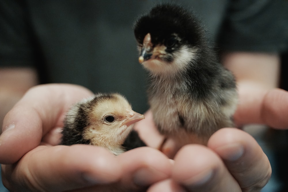a person holding two small chickens in their hands