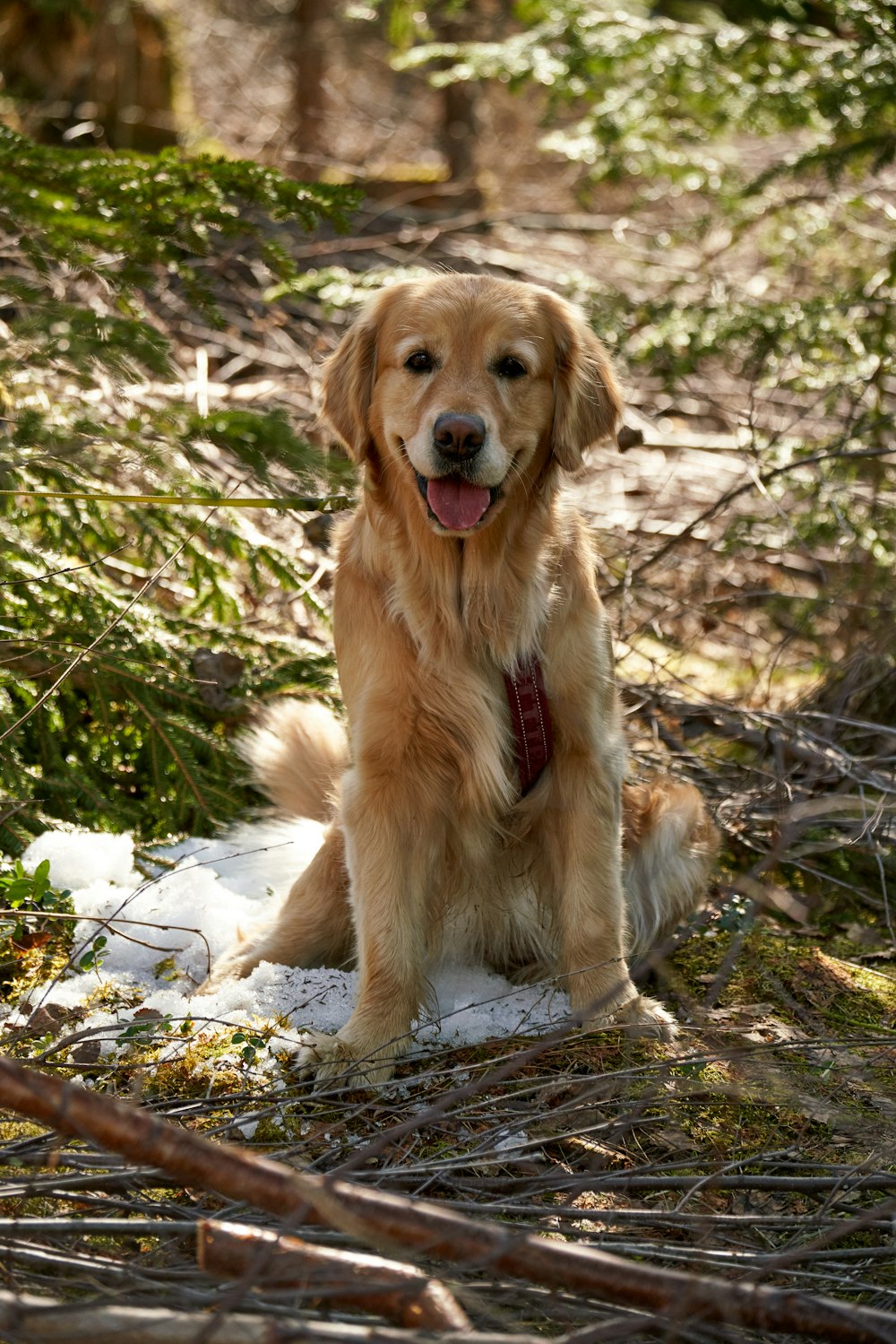 a golden retriever sitting in the woods with his tongue out
