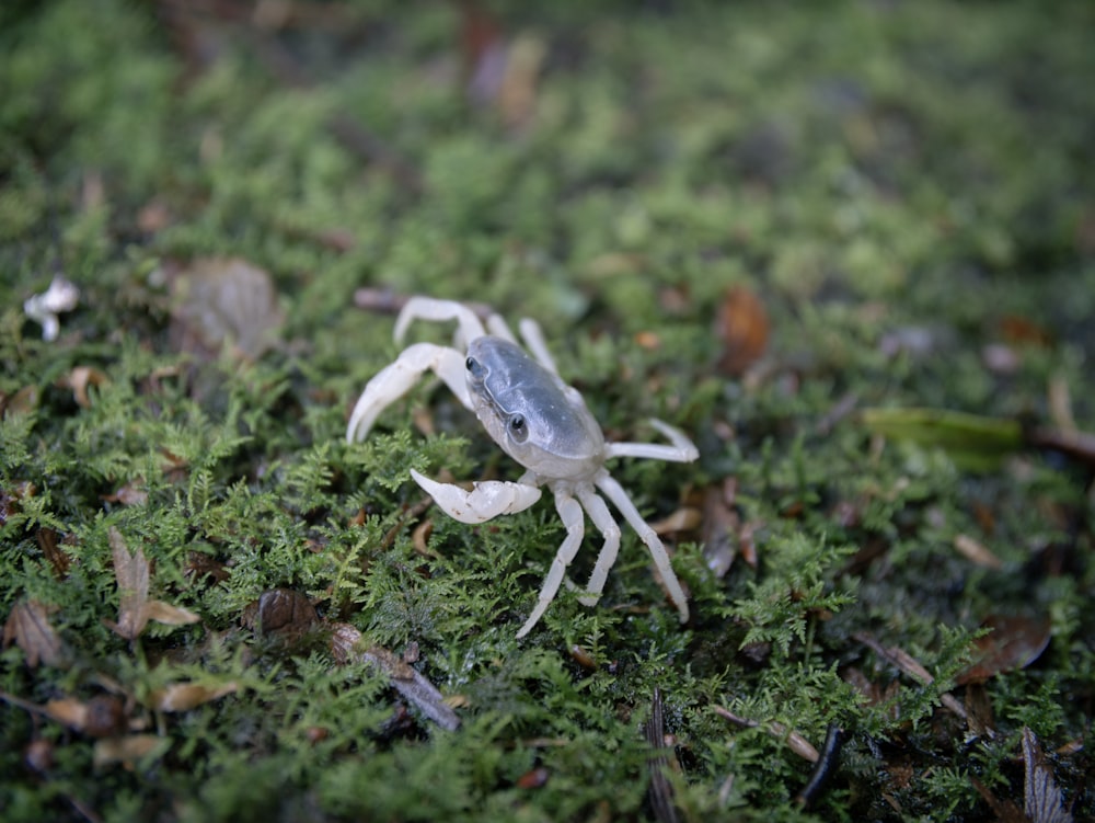 a small white crab sitting on top of a moss covered ground