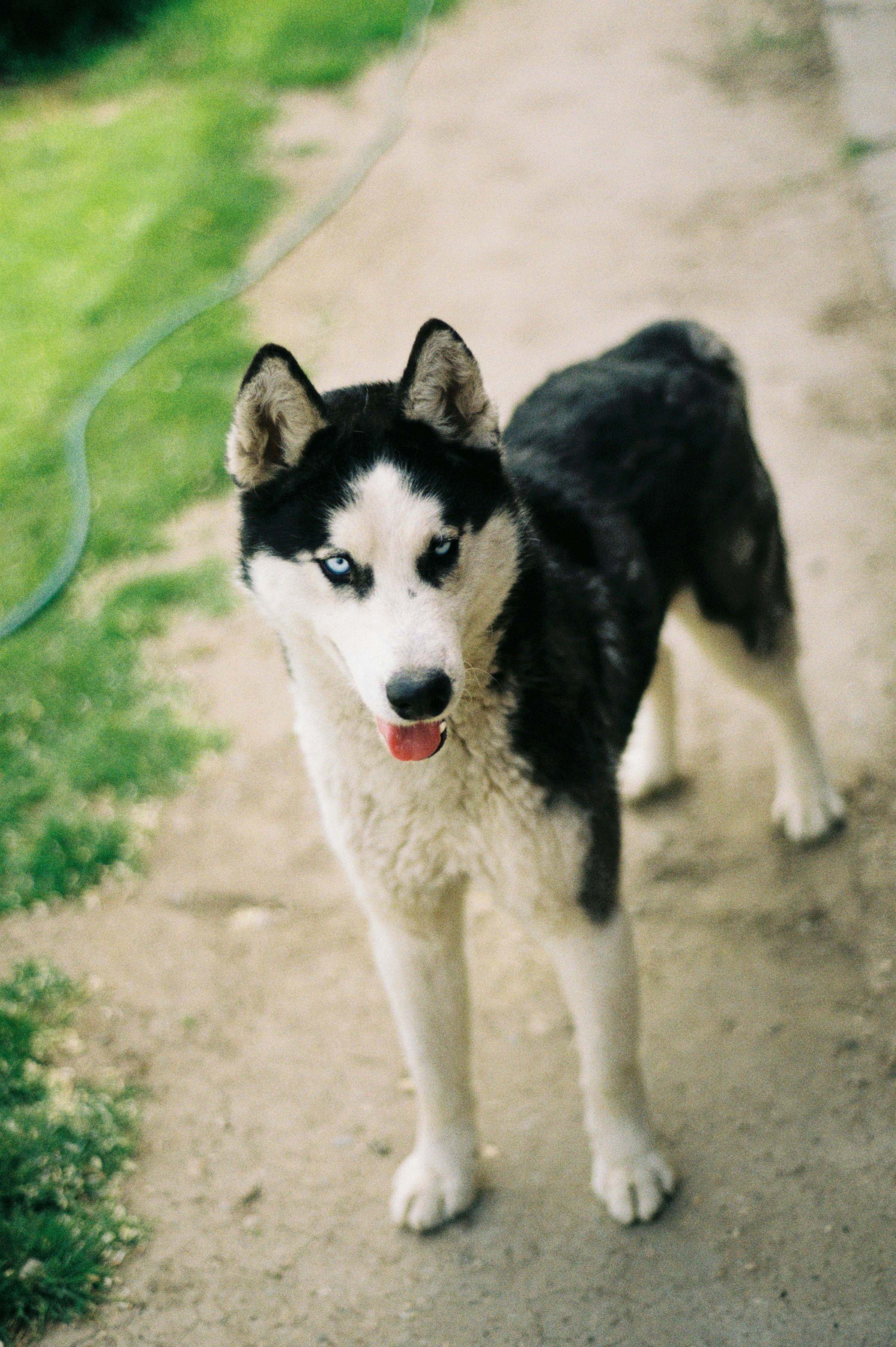 a black and white dog standing on a dirt road