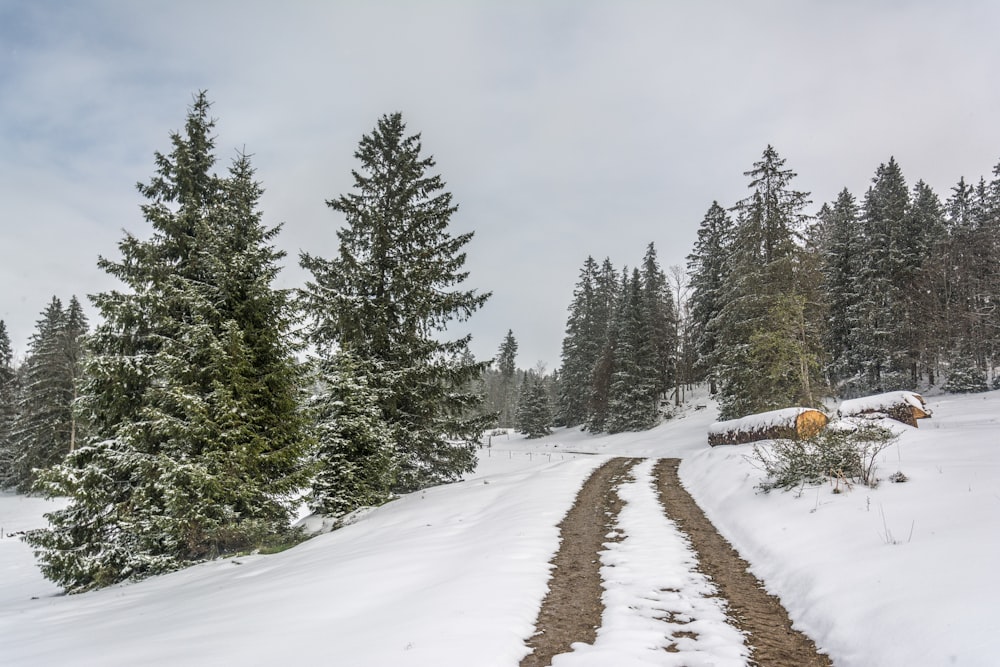 a snow covered path in the middle of a forest