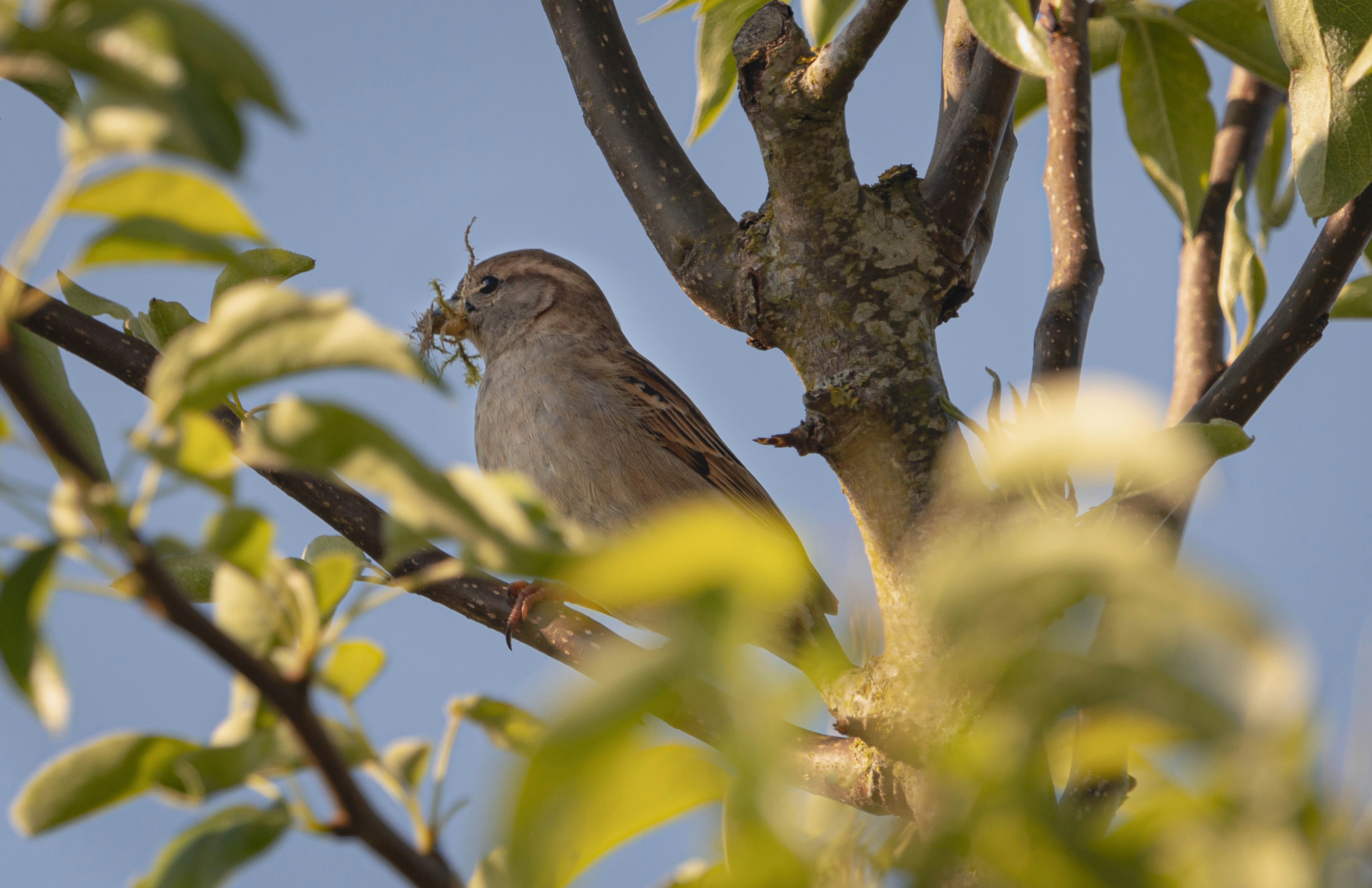 a bird sitting in a tree with a nest in it's mouth