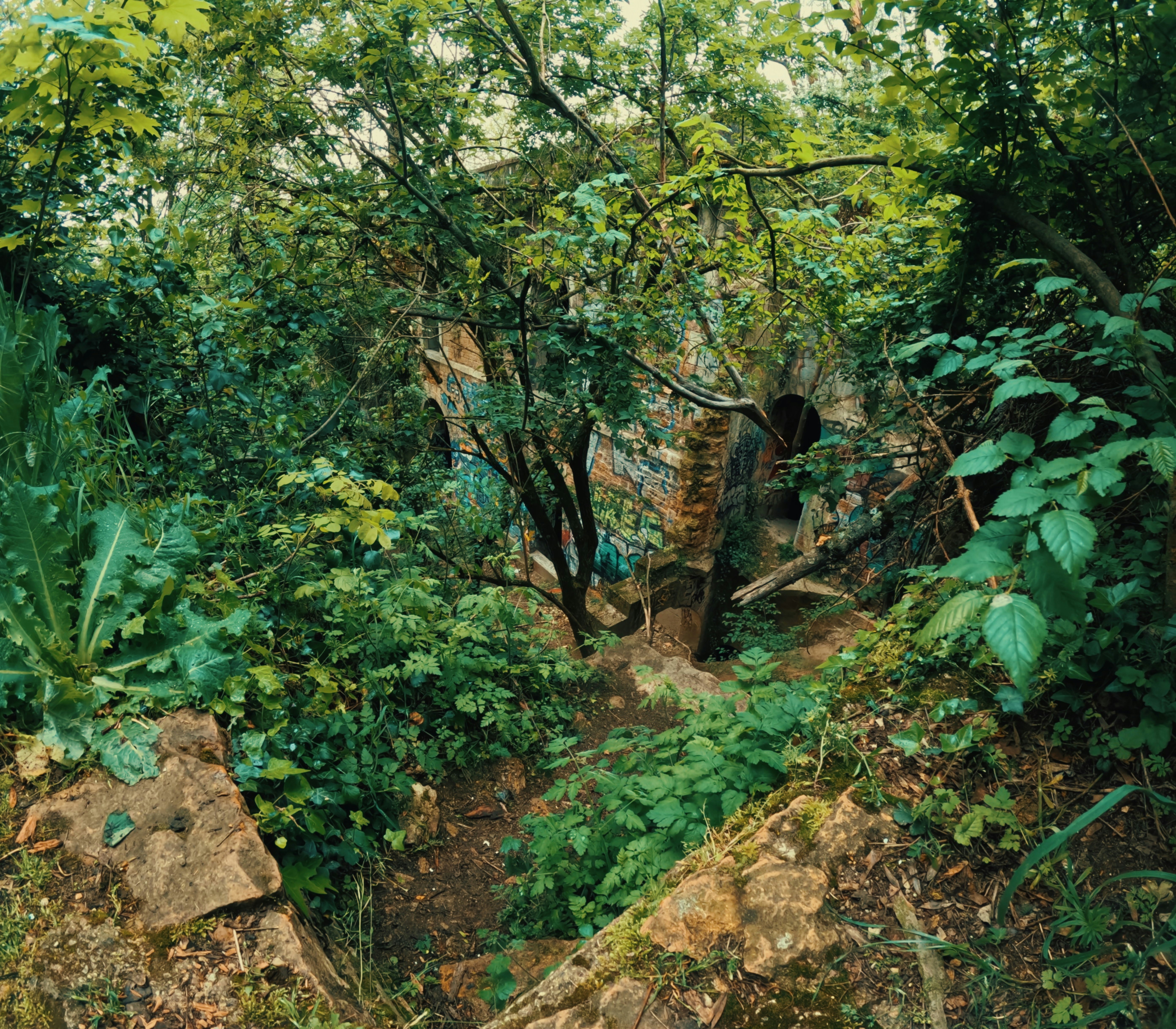a dirt path in the middle of a forest