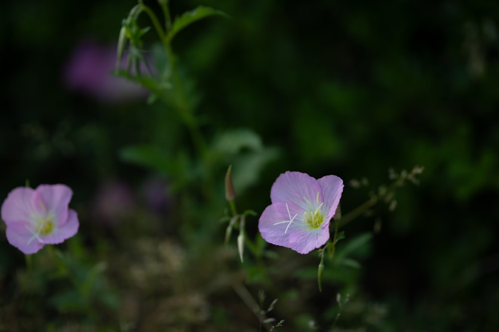 a couple of pink flowers sitting on top of a lush green field