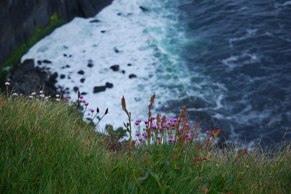 wildflowers growing on the side of a cliff overlooking the ocean