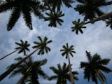 a group of palm trees with a blue sky in the background