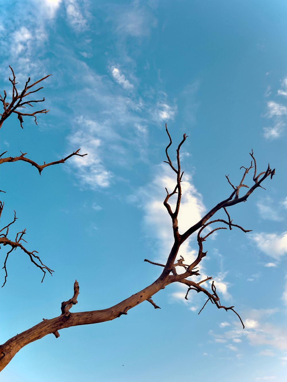 un ramo morto di un albero contro un cielo blu con nuvole