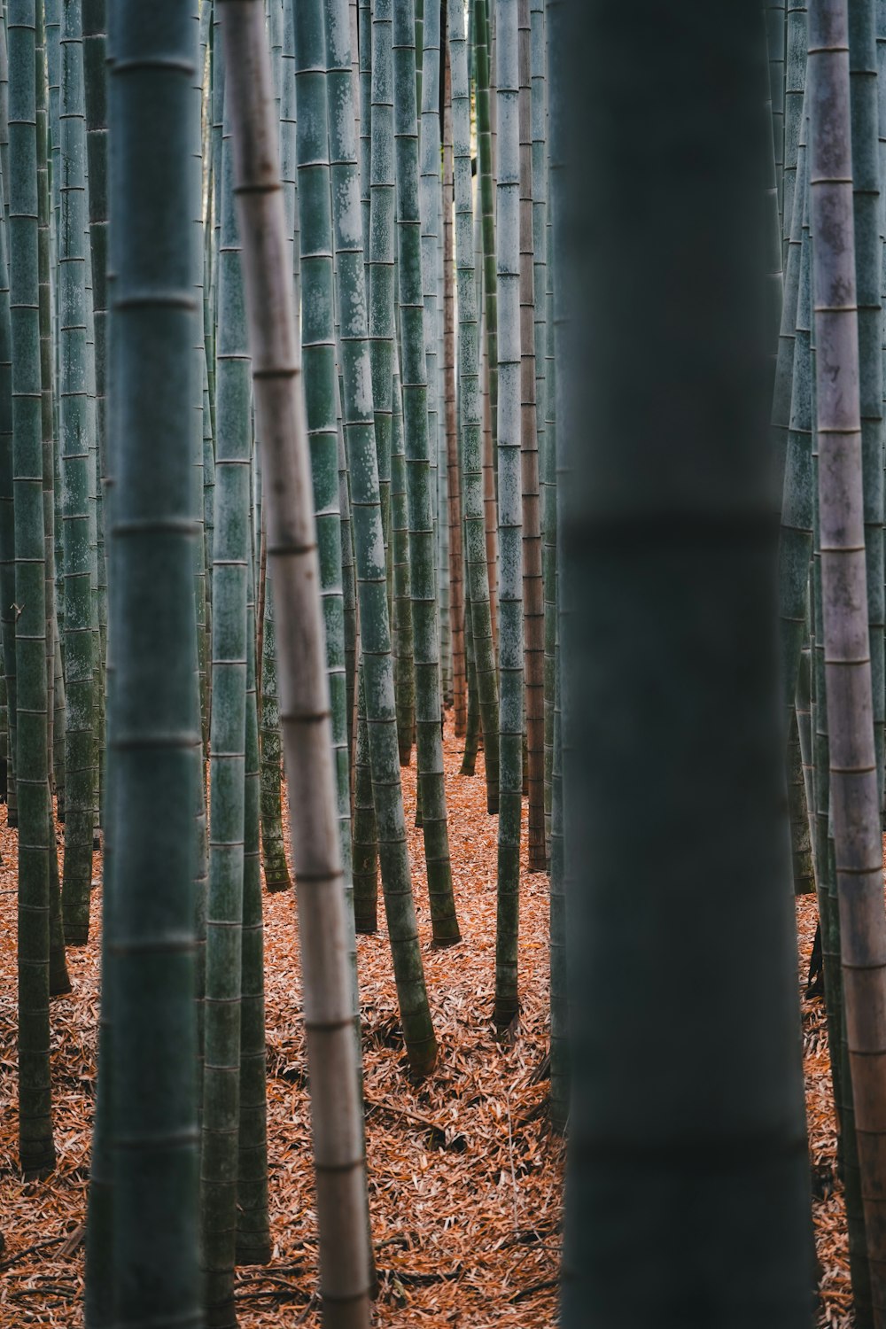 a group of tall bamboo trees in a forest