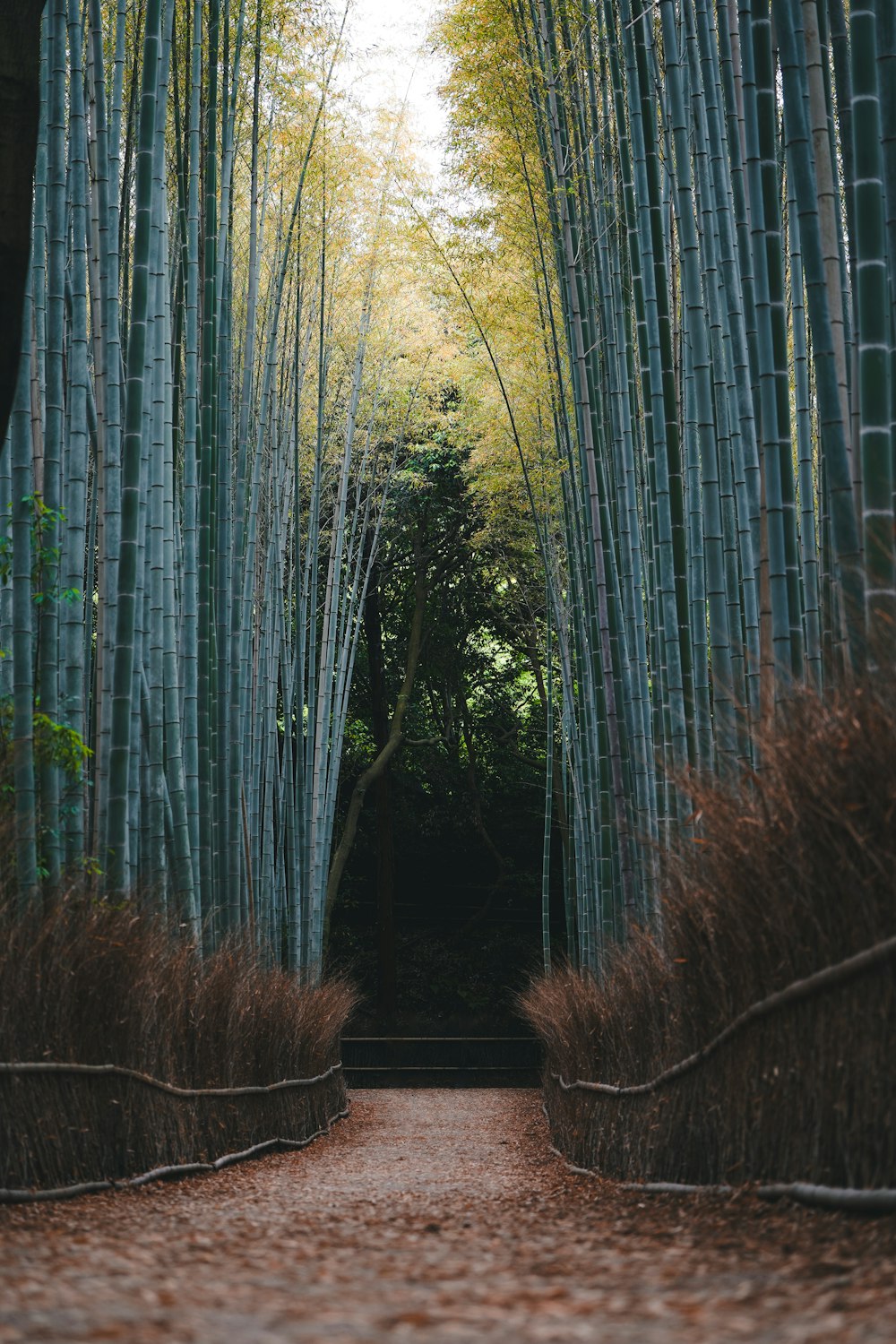 a path through a bamboo forest with tall trees