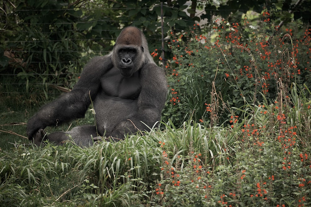 a gorilla sitting in a field of tall grass