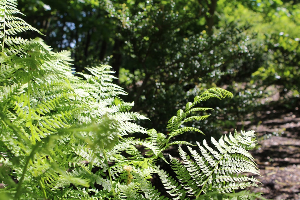 a close up of a fern plant in a forest