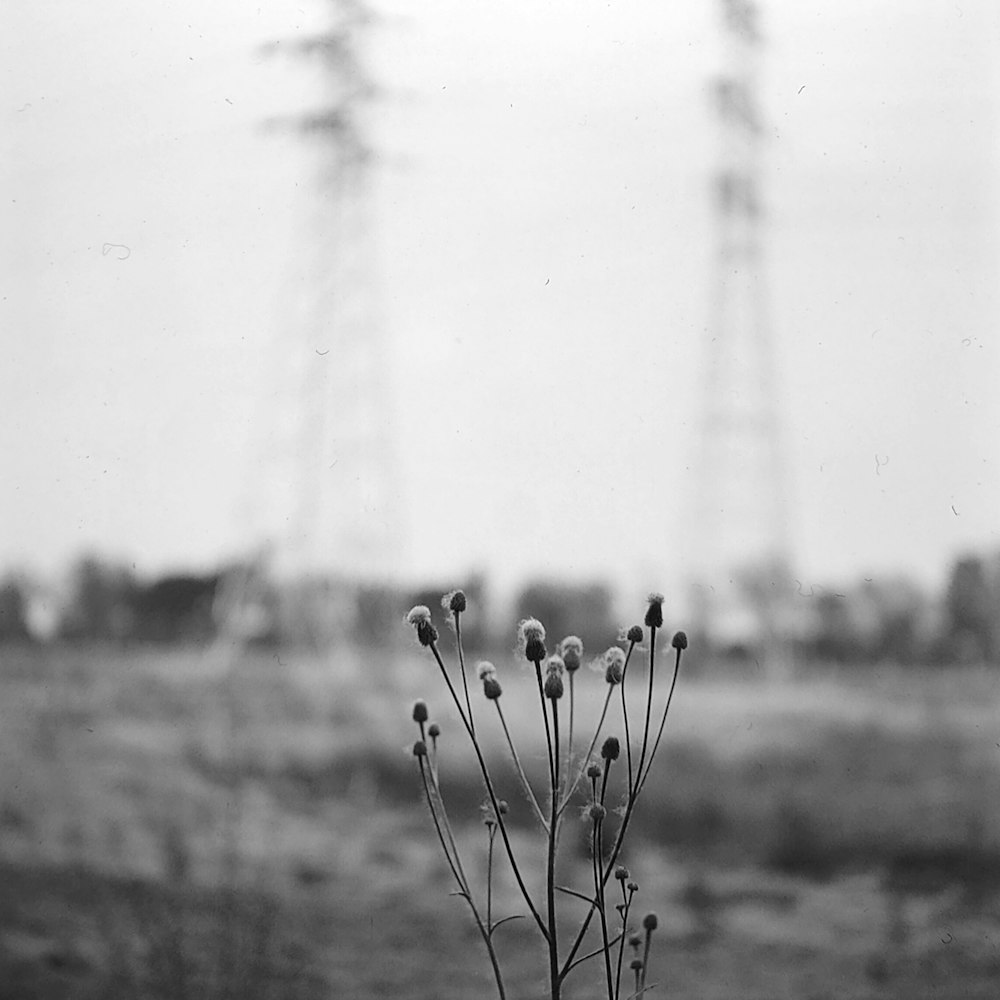 a black and white photo of a flower in a vase