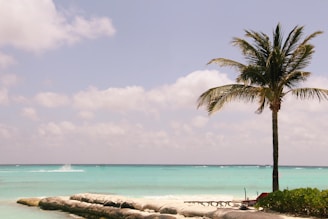 a palm tree on a beach next to the ocean