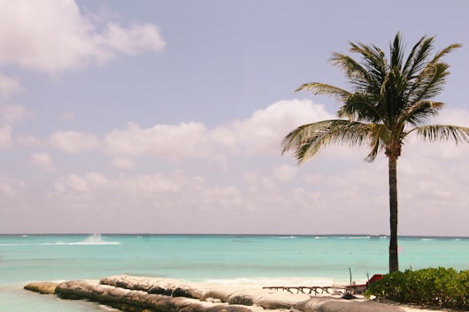 a palm tree on a beach next to the ocean