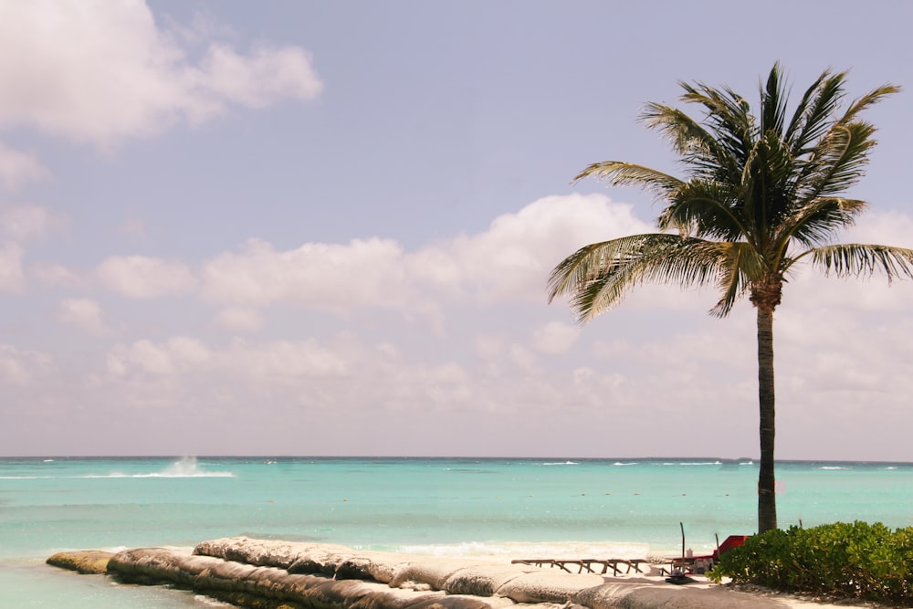 a palm tree on a beach next to the ocean