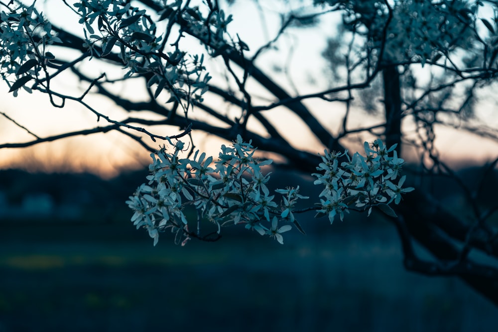 un primer plano de la rama de un árbol con hojas