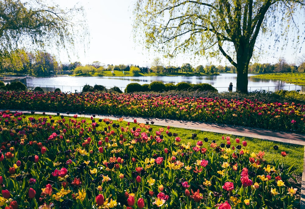 a bunch of flowers that are in the grass