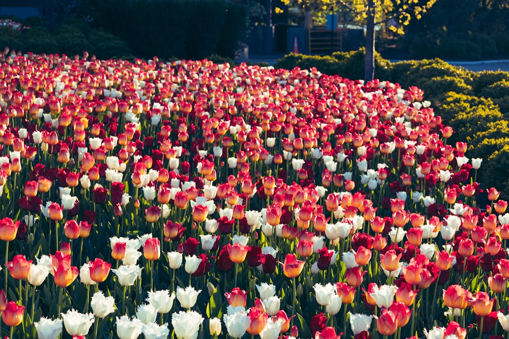 a field of red and white tulips with trees in the background